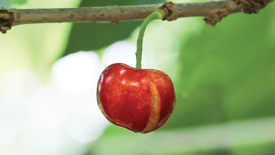 New Research Gets To The Bottom Of Cherry Cracking