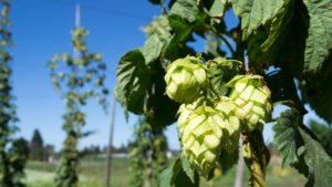 Cheers to a Record Year for American-Grown Hops