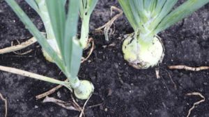 How Add-On Sales Helps Franjo Farms Stay Profitable