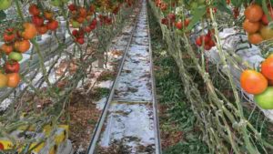 NatureFresh Farms Hits A New Level For  Locally Grown