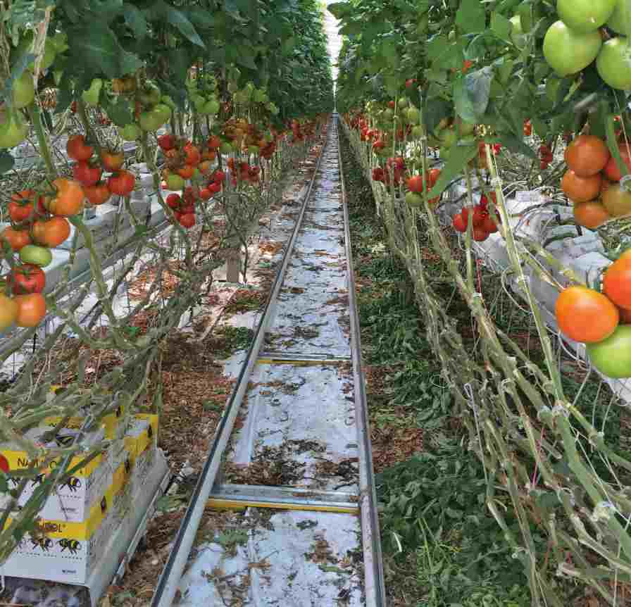 NatureFresh Farms Hits A New Level For  Locally Grown