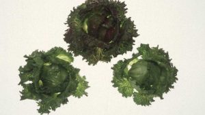 Arizona Iceberg Lettuce Research Council Awards Grant To Focus On Lettuce Diseases