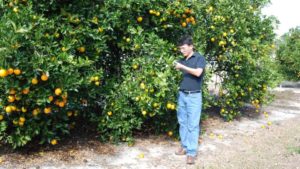 5 New Research Projects Take a Swing at Solving Citrus Greening