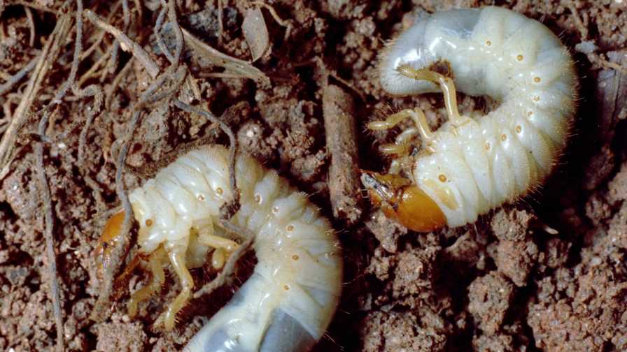 Don’t Let White Grubs Gobble Up Your Vegetable Crop