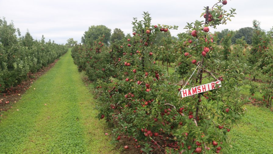 Let’s Not Lose Sight Of The Classic Apple Varieties
