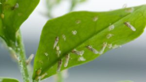 Growing Concerns With Latest Citrus Psyllid Find in Southern California