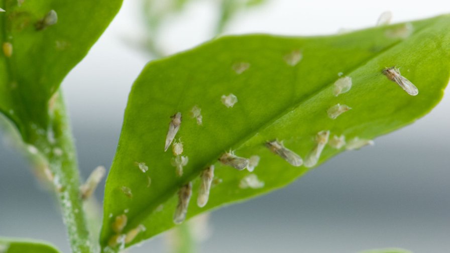 Four New Insect Growth Regulators for Specialty Crops