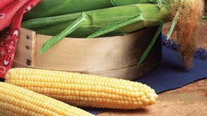 12 Sweet Corn Varieties Florida Growers Can Count On
