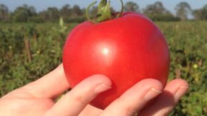 Lipman Family Farms Grows Reach With New Acquisition