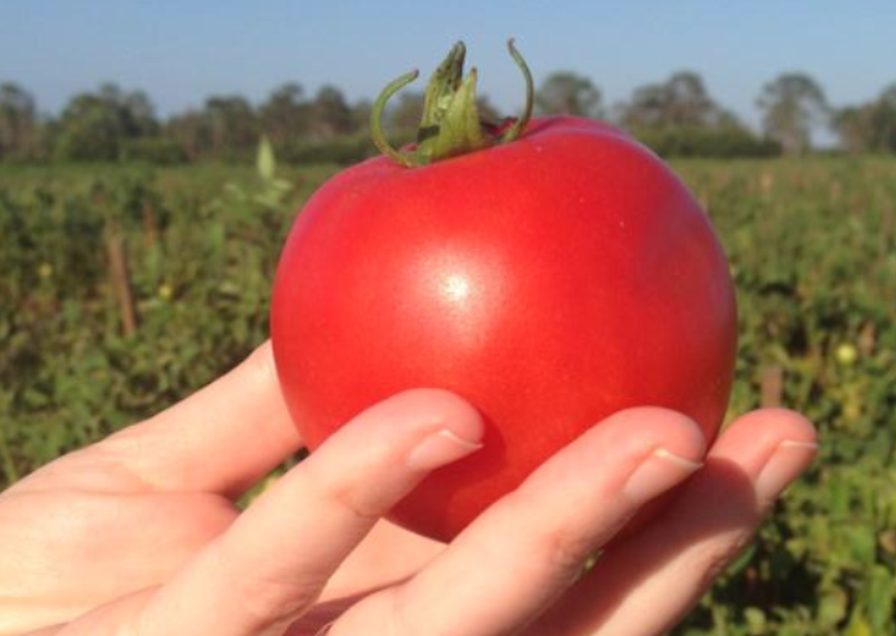 Crimson tomato