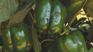 Buzzworthy Bell Peppers To Prop Up Your Crop Portfolio