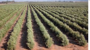 California Table Olive Forecast Up 9%