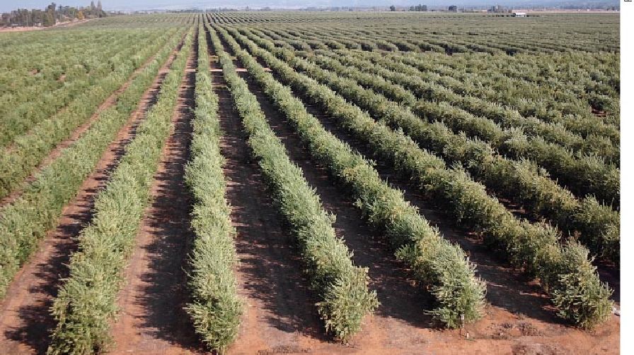 California Olive Oil Producers Extend Standards