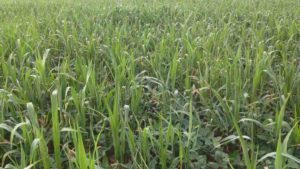 Industry Veterans Form Organic Produce Network