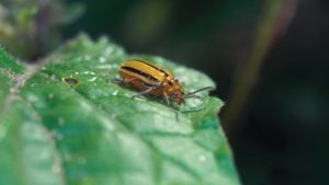Melon Growers Gain Ground on Cucumber Beetle