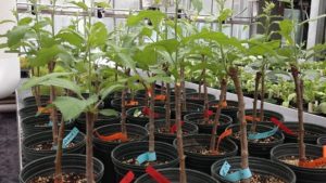 Consider Alternatives To Finished Apple Trees From The Nursery