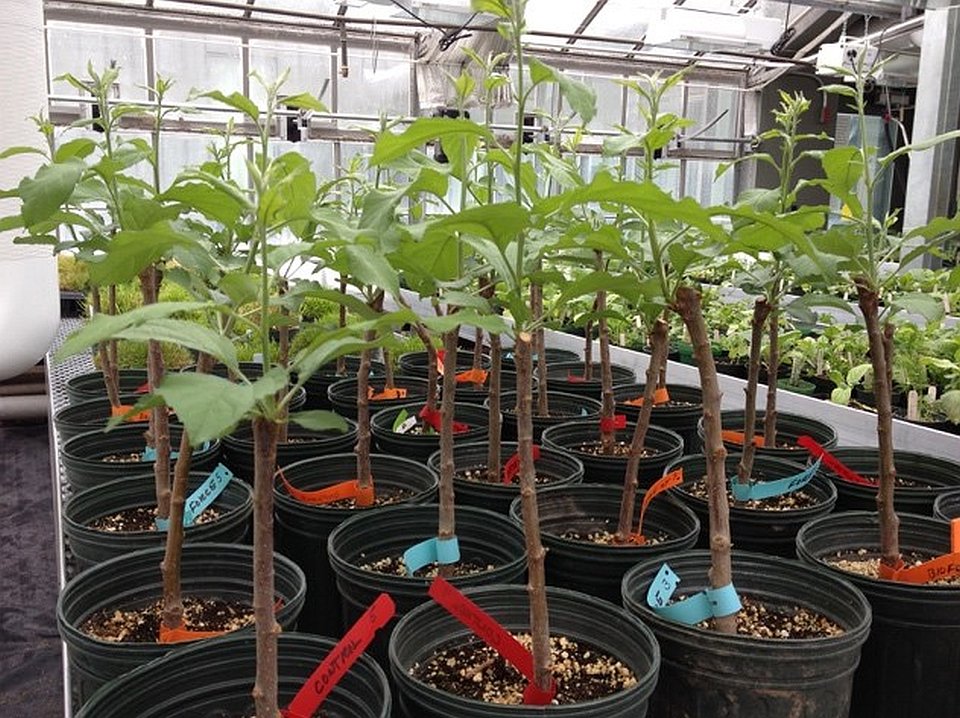 Consider Alternatives To Finished Apple Trees From The Nursery