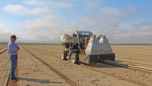 Options In  Lettuce Thinning