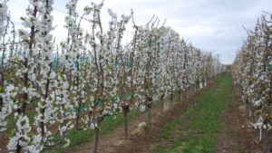 Cherry Training Systems From Traditional To Transformative