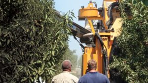 High Density: The Future Of Almonds?