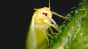 Realistic Tips You Can Use to Control Whiteflies in Vegetable Crops