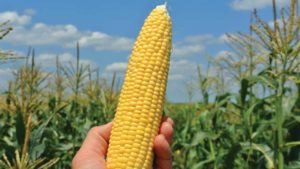 2. Sweet Corn (Clean)