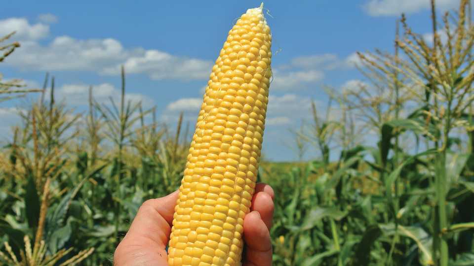 2. Sweet Corn (Clean)
