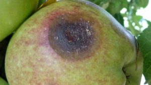 Growers Report Bitter Rot On Apples