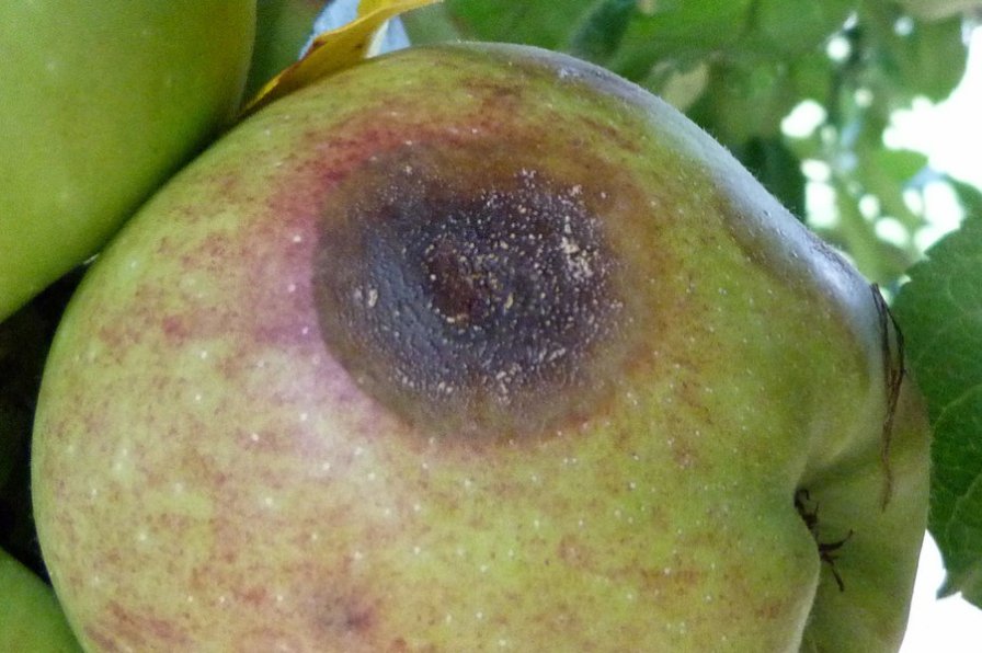Surprise! Researchers Find New Pathogen in Apples