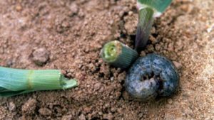 Prevent Black Cutworms From Burying Your Vegetable Plantings