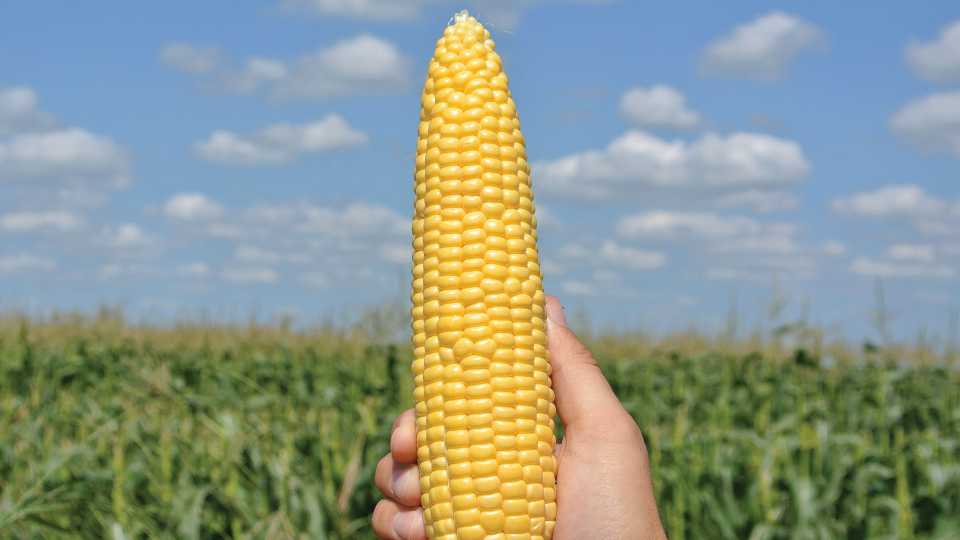 2. Sweet Corn (Clean)