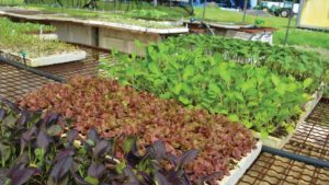 More Specialty Crops Make Cut for Coronavirus Aid