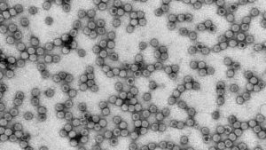 Zika And Zucchini Yellow Mosaic:  Analogies Between Human- And Plant-Infecting Viruses