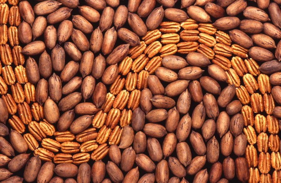 Startup Costs a Challenge to Pecan Growing