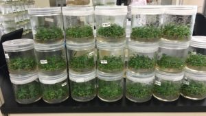 Young Ag Biotech Rootstock Company Lands $7 Million