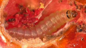 Top 3 Invasive Pests Florida Growers Need To Be Watching For