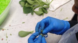 Vegetable Grafting Facility Gears Up For Increased Production