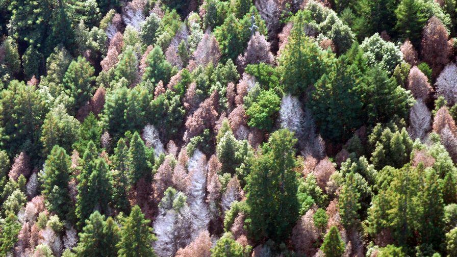 California Now Has More Than 100 Million Dead Trees