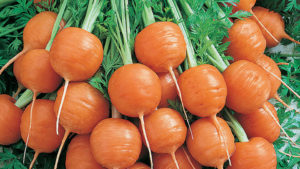 Seeds By Design 2016 Vegetable Variety Showcase
