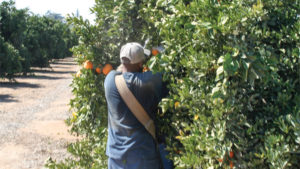 Parts of California See New Expansion in Citrus Greening Quarantine