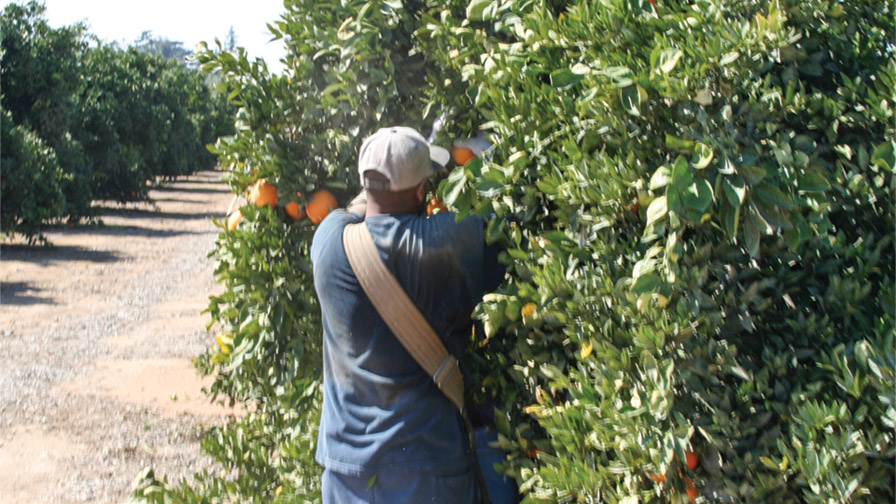 Parts of California See New Expansion in Citrus Greening Quarantine