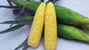 Abbott & Cobb 2016 Vegetable Variety Showcase