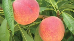 Northeast Peach Crop Rebounds