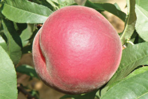 July Rose™