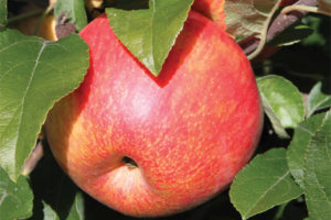 Premier™ Honeycrisp
