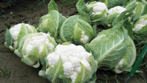 Harris Moran Seed Company 2016 Vegetable Variety Showcase