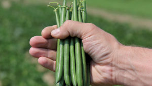 9 Bean Varieties for 2017