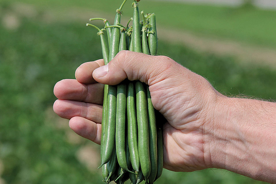 9 Bean Varieties for 2017
