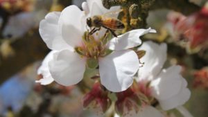 First Annual Bee Forage Tour To Plant 50 Million Wildflower Seeds