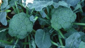 Sakata Seed America 2016 Vegetable Variety Showcase